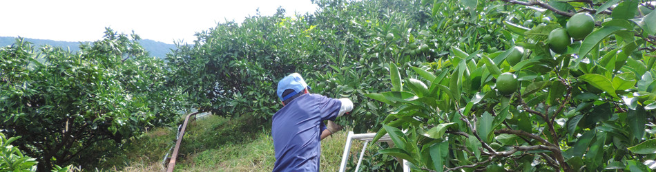 夏のみかん山でみかんの摘果作業